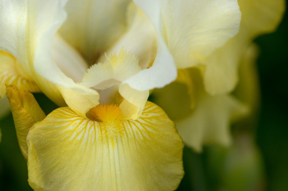 Free Image of Elegant yellow and white iris blooms in spring garden 