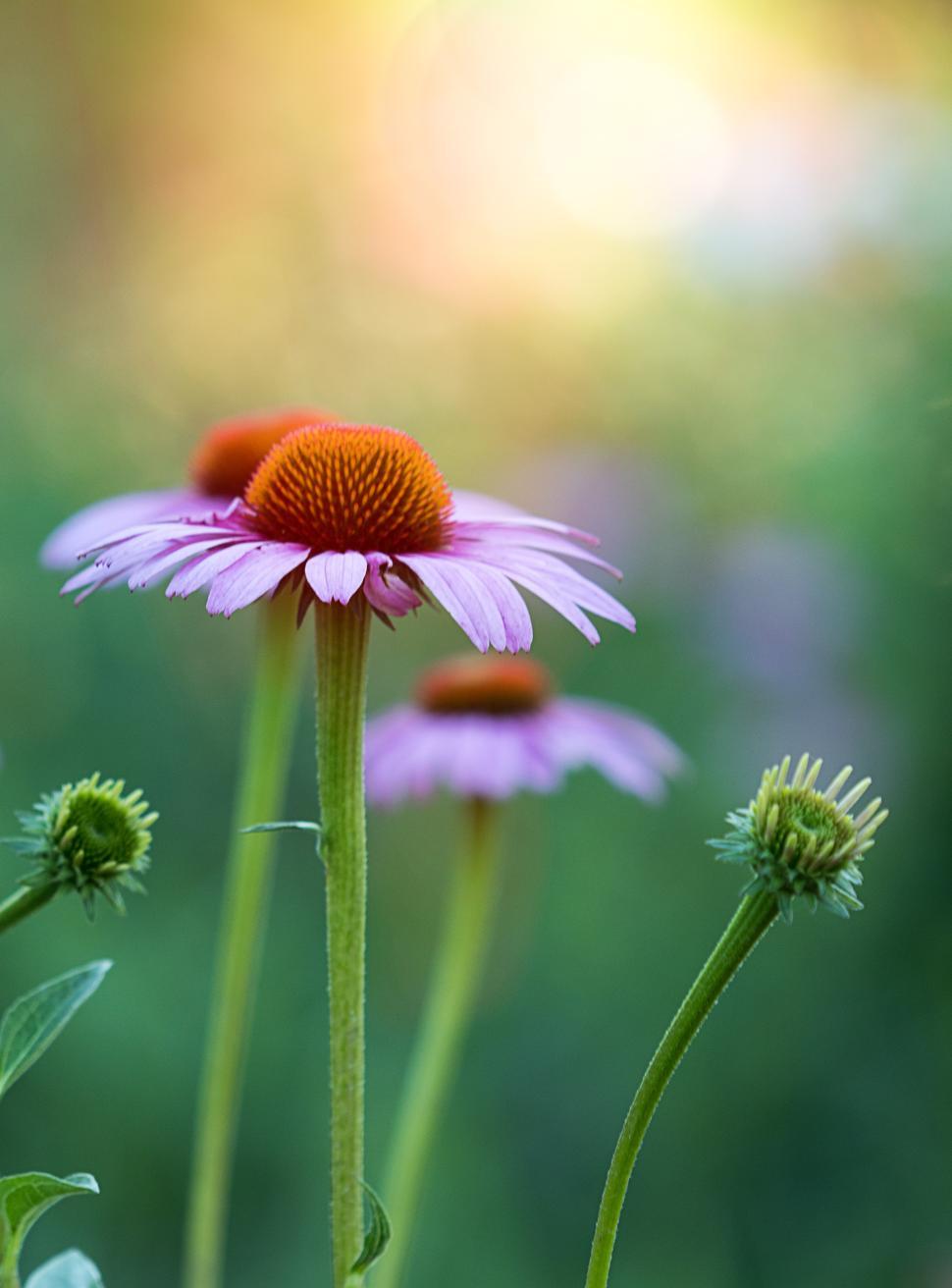Free Image of Beautiful purple flowers blooming in a sunny garden 