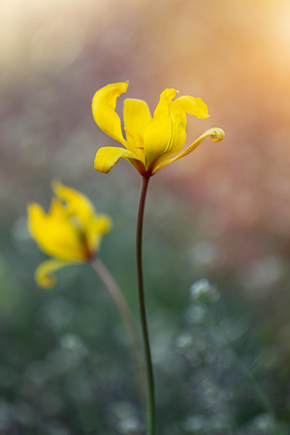 Free Image of Bright yellow tulips bloom in a serene garden setting 