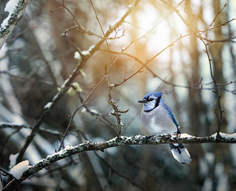 Free Image of Blue jay perched on a snowy branch in winter forest 