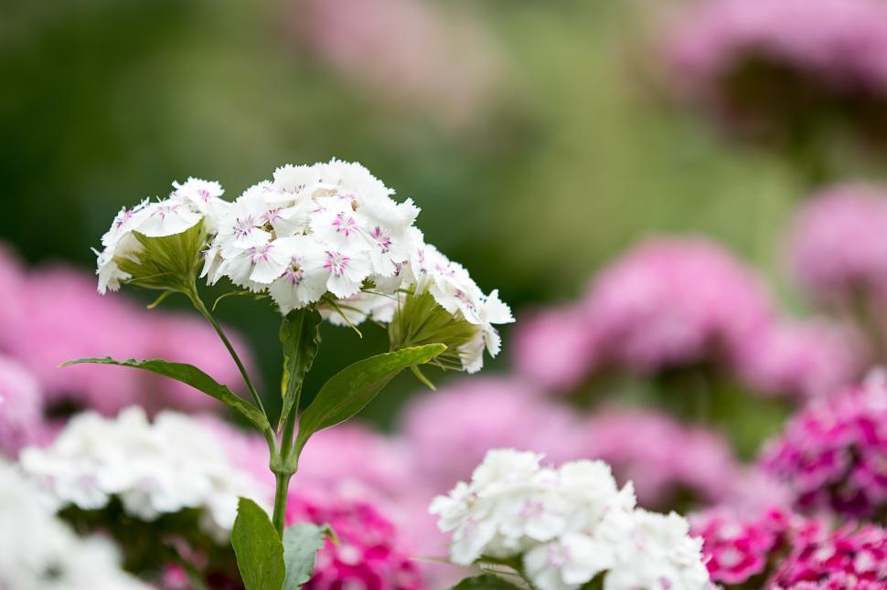 Free Image of Colorful flowers bloom in a vibrant garden during springtime 
