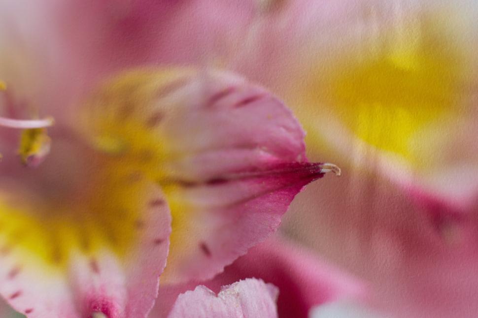 Free Image of Close-up view of delicate pink and yellow flowers 