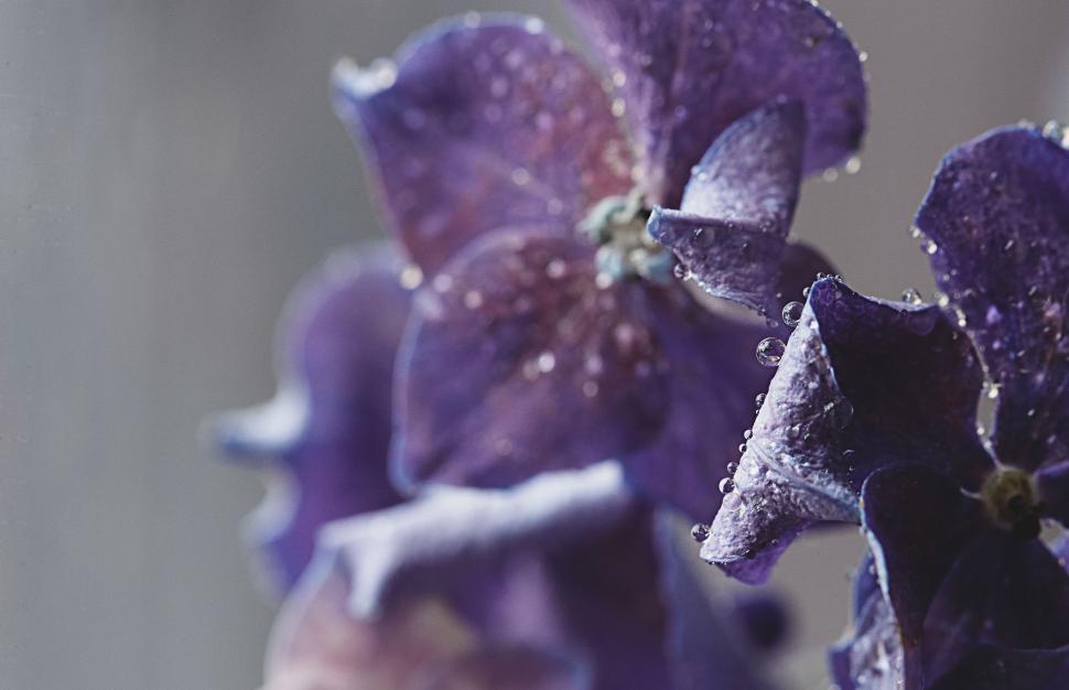 Free Image of Close-up of wet purple flowers with droplets on petals 