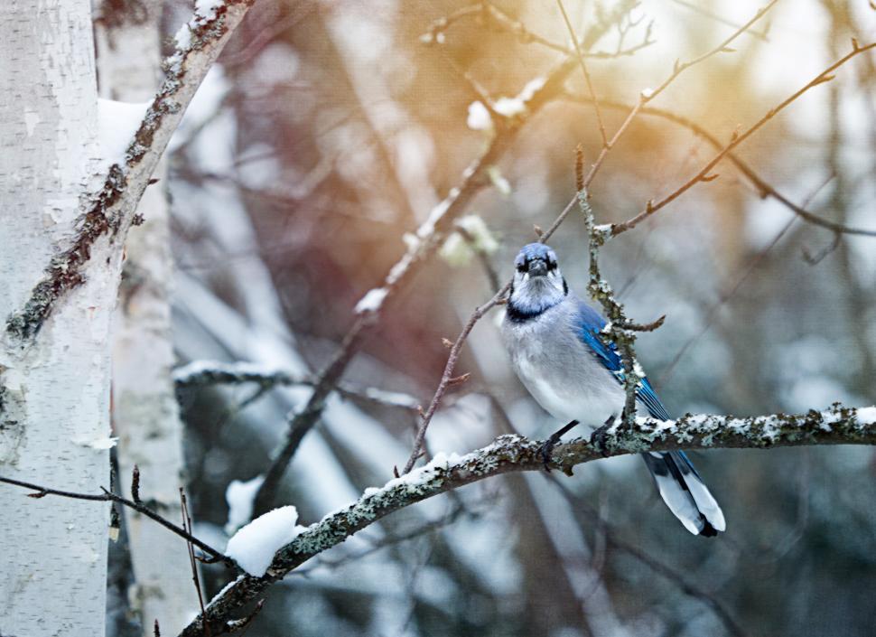 Free Image of Blue jay perched on branch in snowy forest 