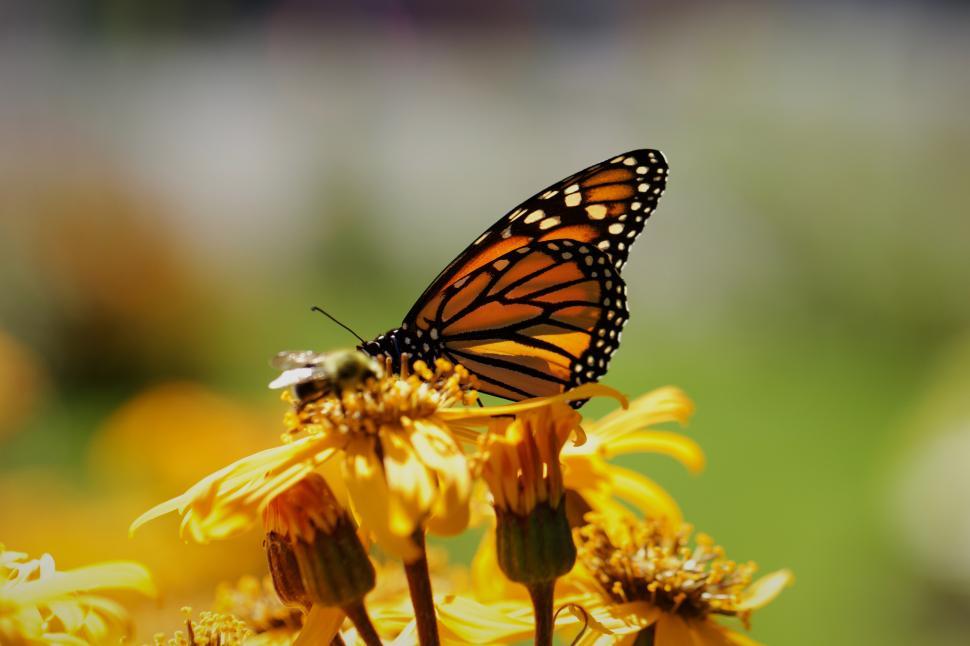 Free Image of Colorful butterfly resting on bright yellow flowers in spring garden 