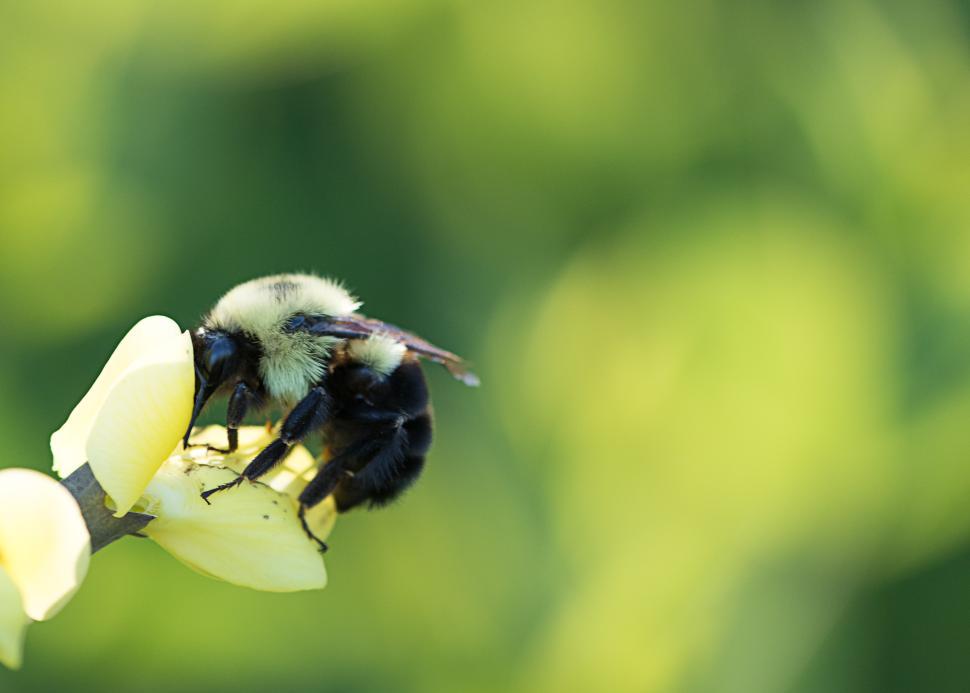 Free Image of Bumblebee gathering nectar on a flower in bright sunlight 