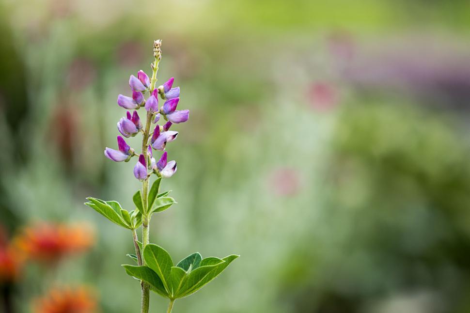 Free Image of Purple flowers blooming in a lush garden setting 
