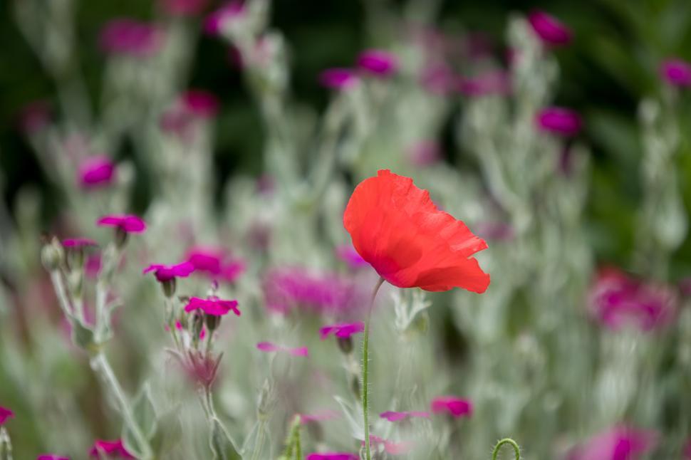 Free Image of Vibrant red poppy among pink wildflowers in bloom 
