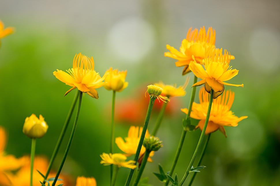 Free Image of Bright yellow flowers blooming in a sunny garden 