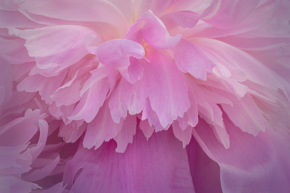 Free Image of Beautiful peony flower in soft pink hues during spring 