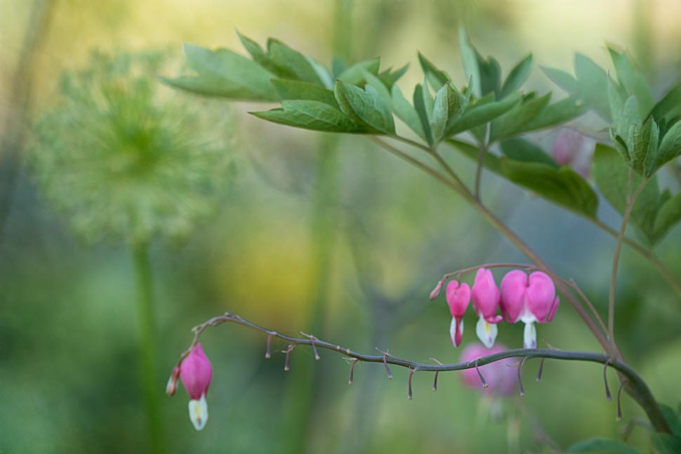 Free Image of Flowering plants in a lush garden during spring evening 