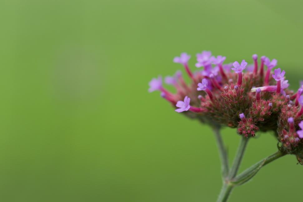 Free Image of Purple flowers bloom in a natural setting 