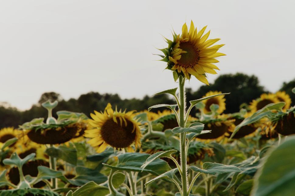 Free Image of Bright sunflowers sway gently in the summer breeze 