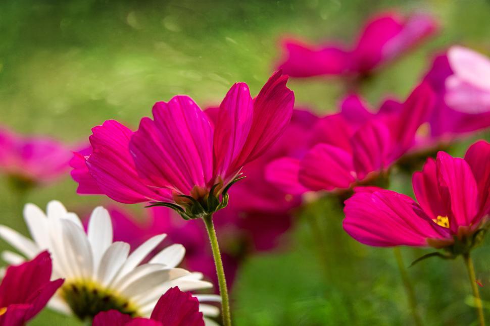 Free Image of Vibrant pink flowers blooming in a sunny garden setting 