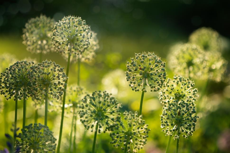 Free Image of Flowers blooming in a sunlit garden in springtime 