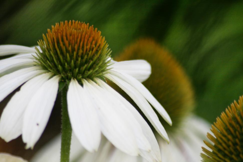 Free Image of White flowers with orange and green centers at a garden 