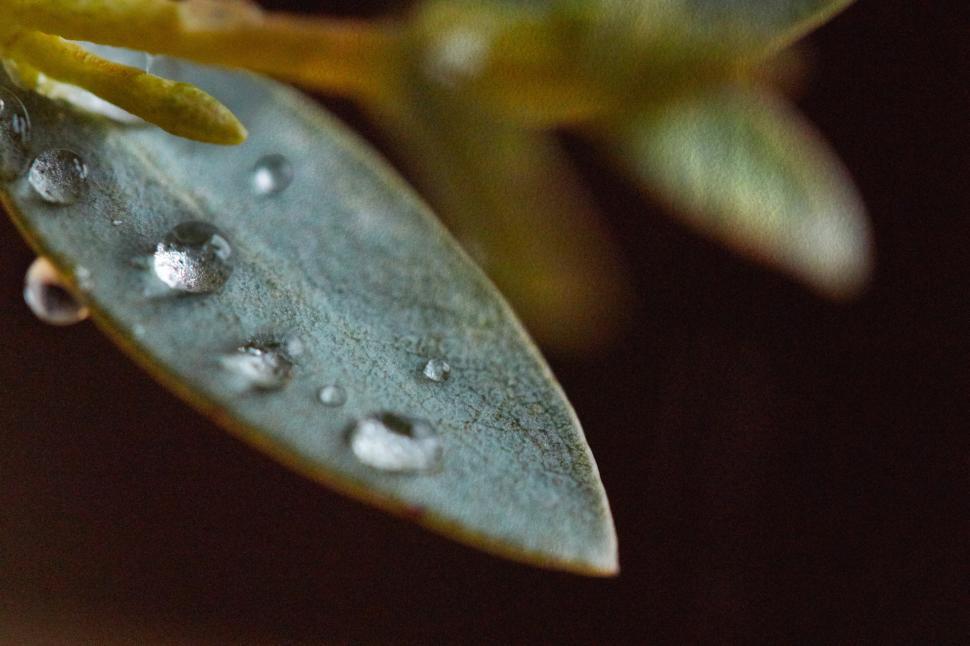 Free Image of Macro view of water droplets on a green leaf 