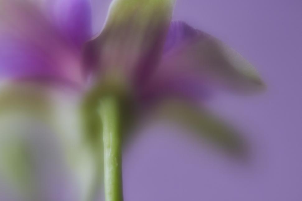 Free Image of Soft focus flower in vibrant purple background 