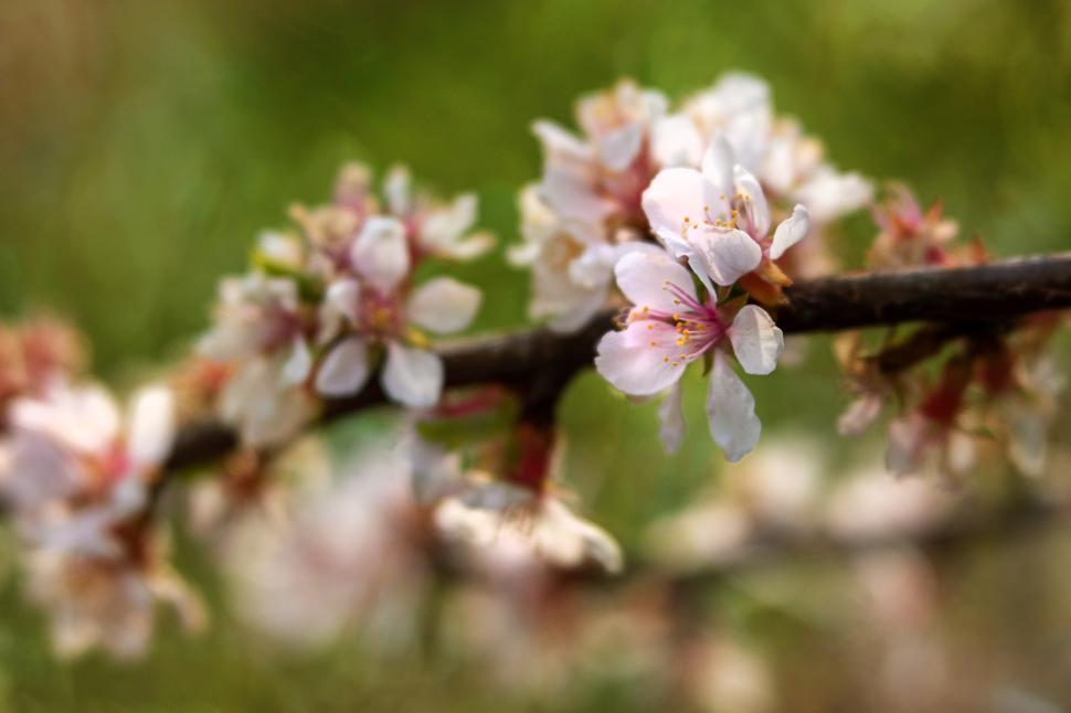 Free Image of Spring blossoms bloom on branches in a vibrant garden setting 