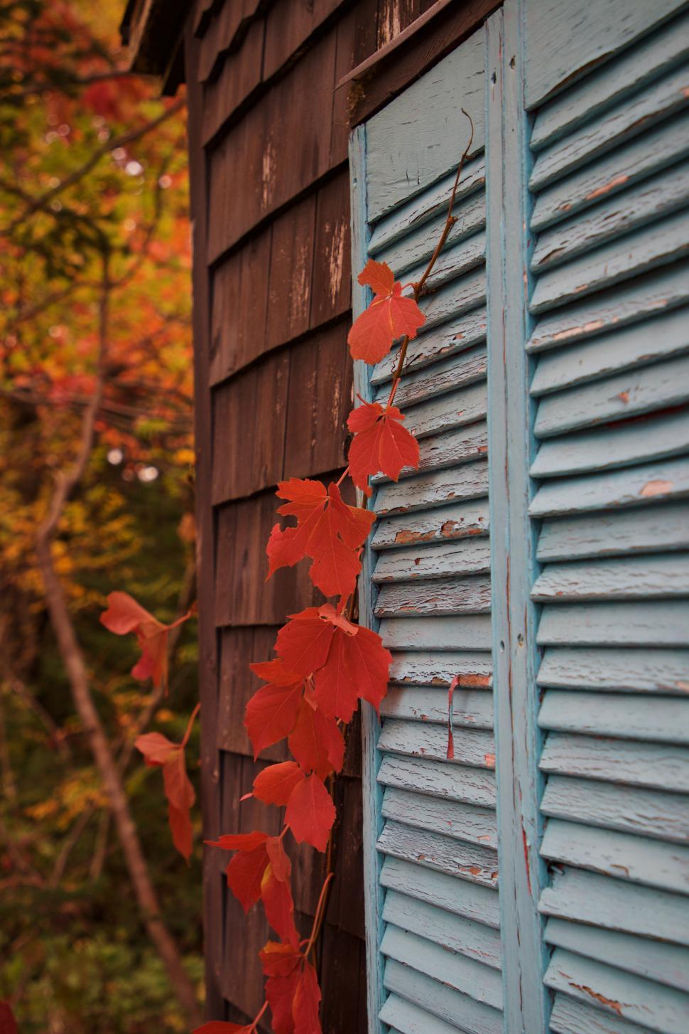 Free Image of Colorful autumn leaves intertwining with blue shutters 