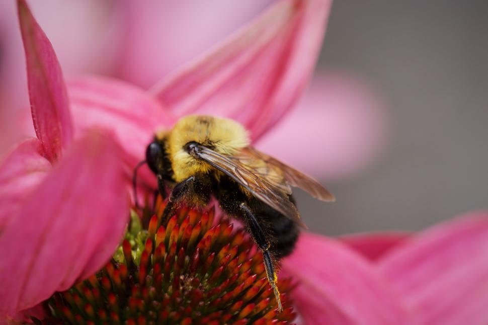 Free Image of Bumblebee collecting pollen from pink flower in summer 