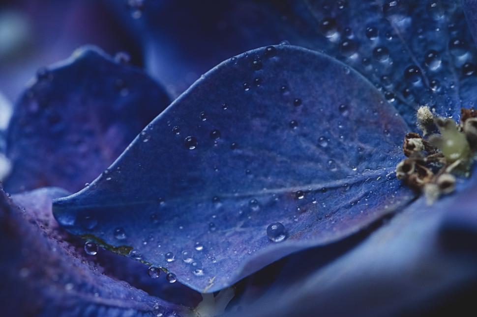 Free Image of Close-up of a blue flower petal with dew drops 