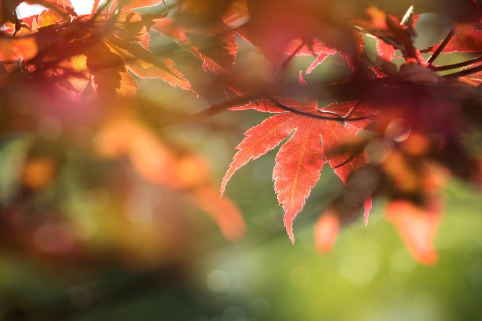 Free Image of Vibrant autumn leaves glowing in soft sunlight 