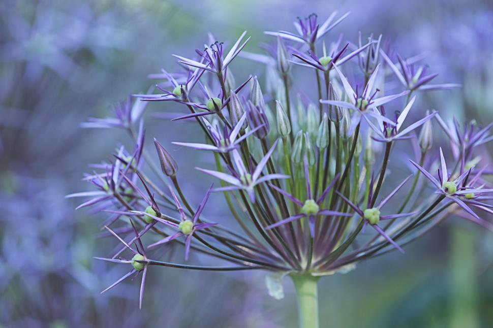 Free Image of Delicate purple flower blooming in a garden during spring 