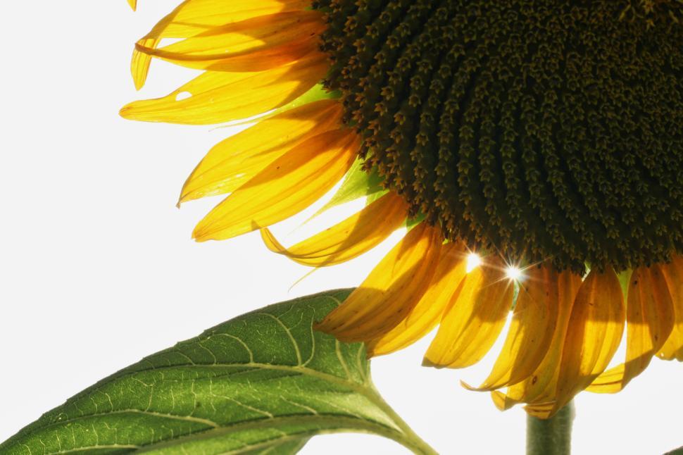 Free Image of Sunflower blossoms under bright sunlight in garden 