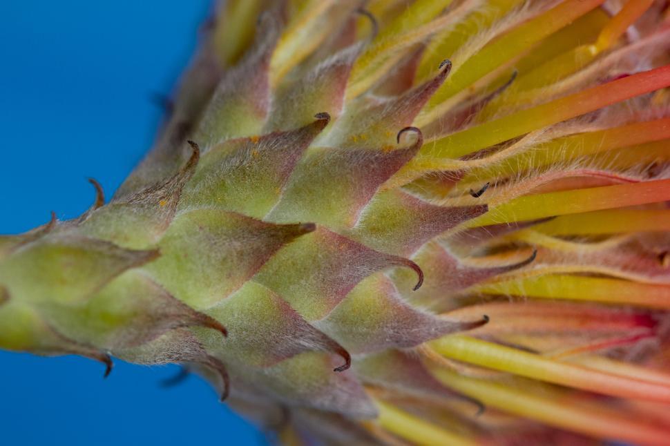 Free Image of Colorful macro view of a cactus flower bud in bloom 