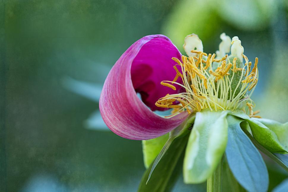 Free Image of Vibrant purple flower with intricate details in nature 