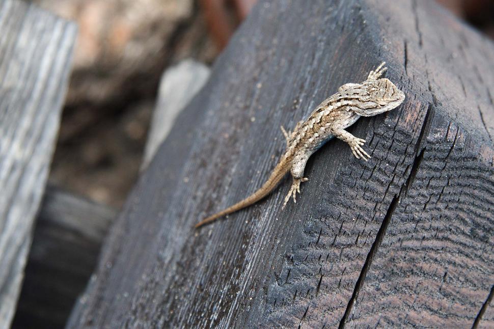 Free Image of Lizard on wood 