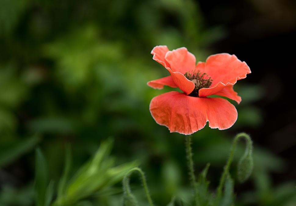 Free Image of Bright red poppy flower blooming in a green garden 