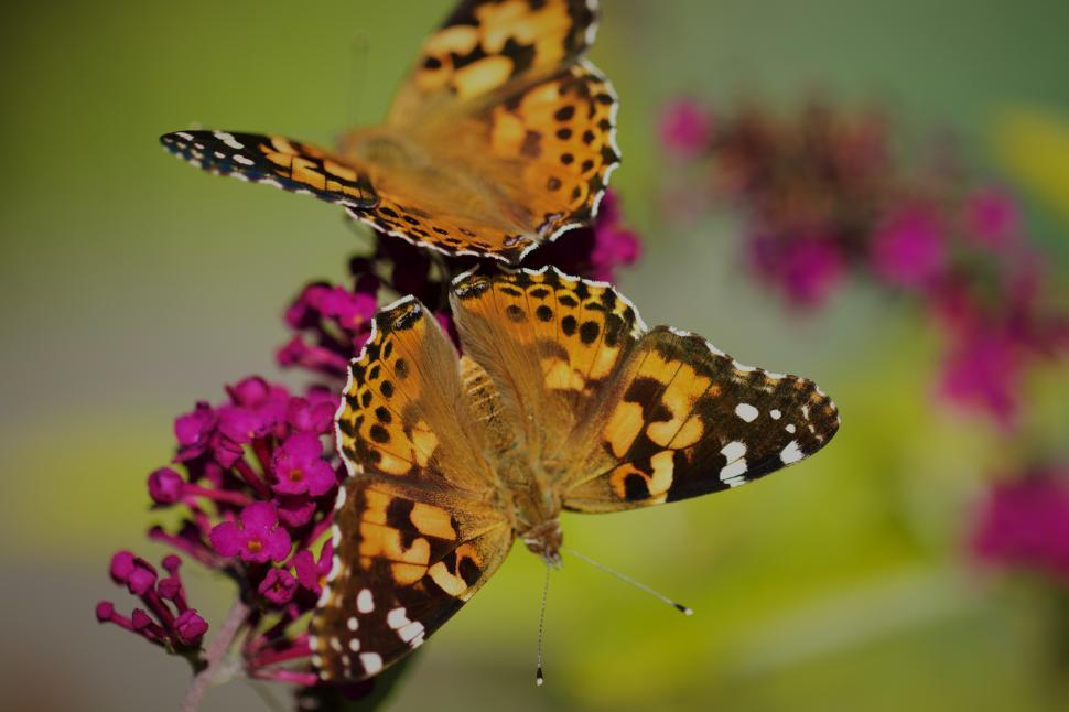 Free Image of Colorful butterflies feeding on bright pink flowers 