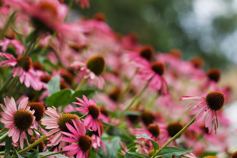 Free Image of Colorful flowers blooming in a vibrant garden 