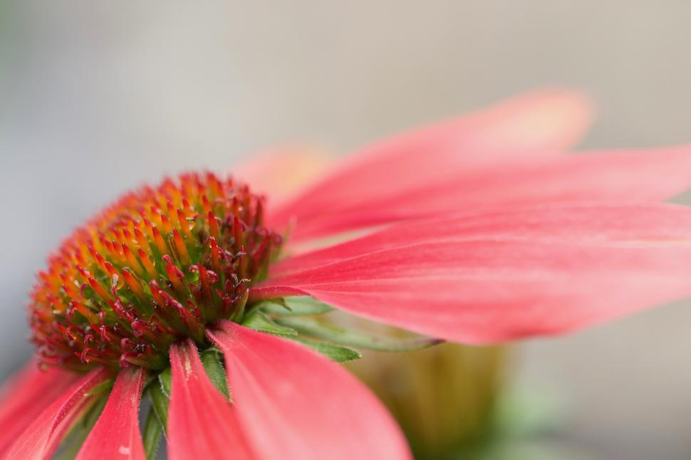 Free Image of Close-up view of vibrant pink flower in bloom 