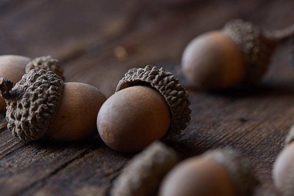 Free Image of Acorns resting on rustic wooden surface in soft light 