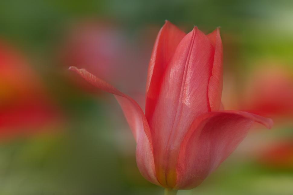 Free Image of Red tulip blooming in a colorful garden display 
