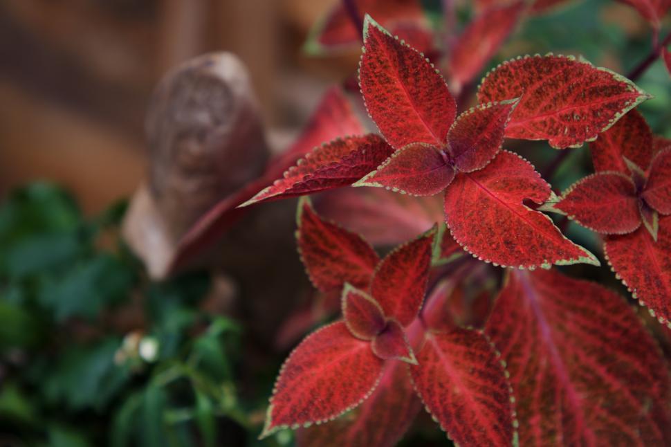 Free Image of Vibrant red leaves of a tropical plant in a garden setting 