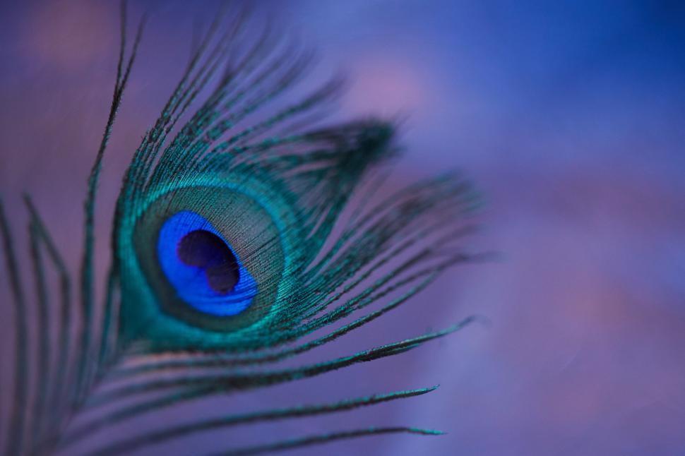 Free Image of Close up of a peackock feather 