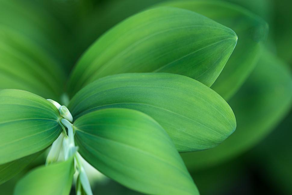 Free Image of Close-up of vibrant green leaves in natural setting 