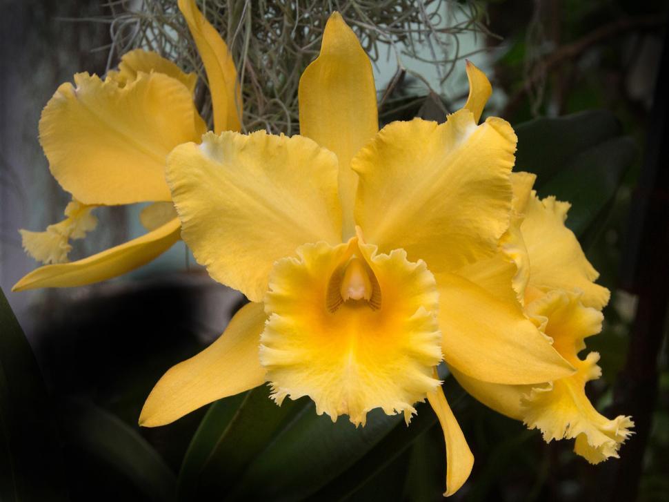 Free Image of Cattleya Orchid Yellow Blooms 