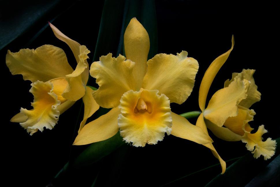 Free Image of Yellow Cattleya Orchid Flowers 