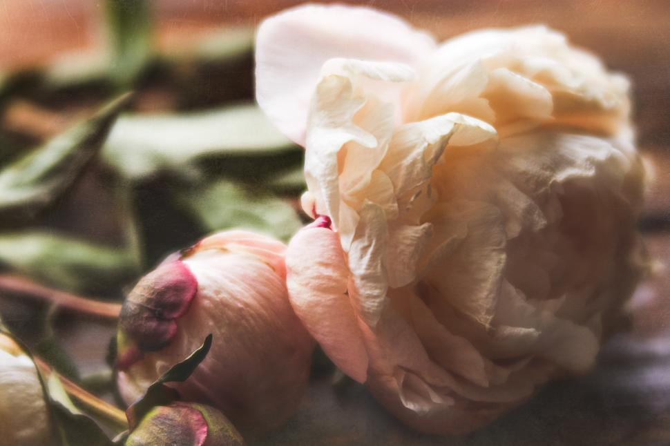Free Image of Delicate flowers showcase natural beauty and elegance 