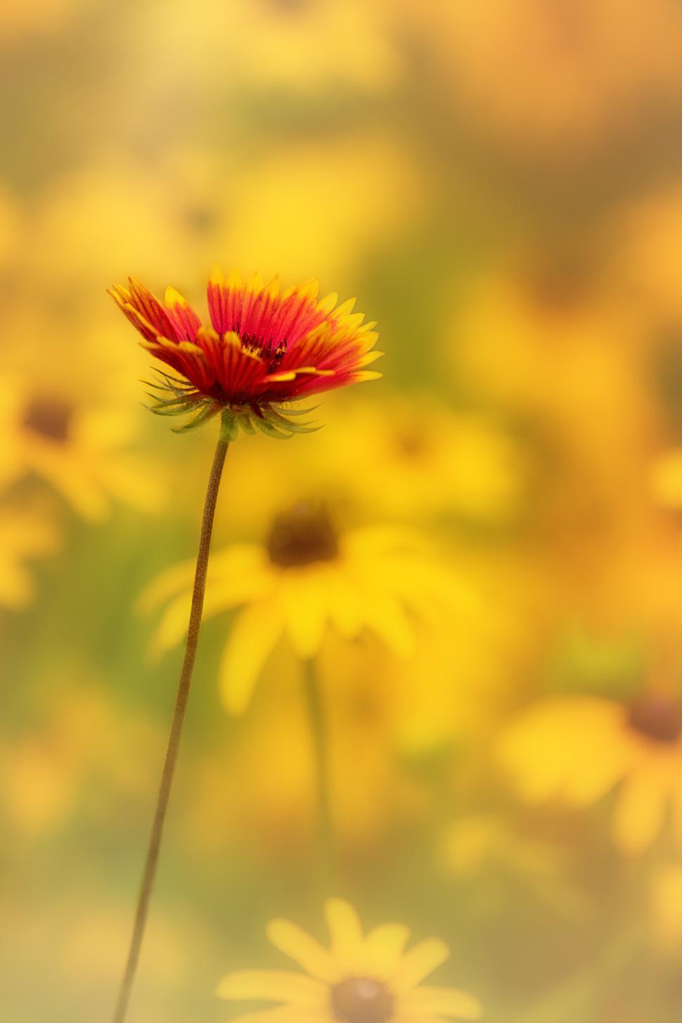 Free Image of Vibrant red flower stands out among yellow blooms 
