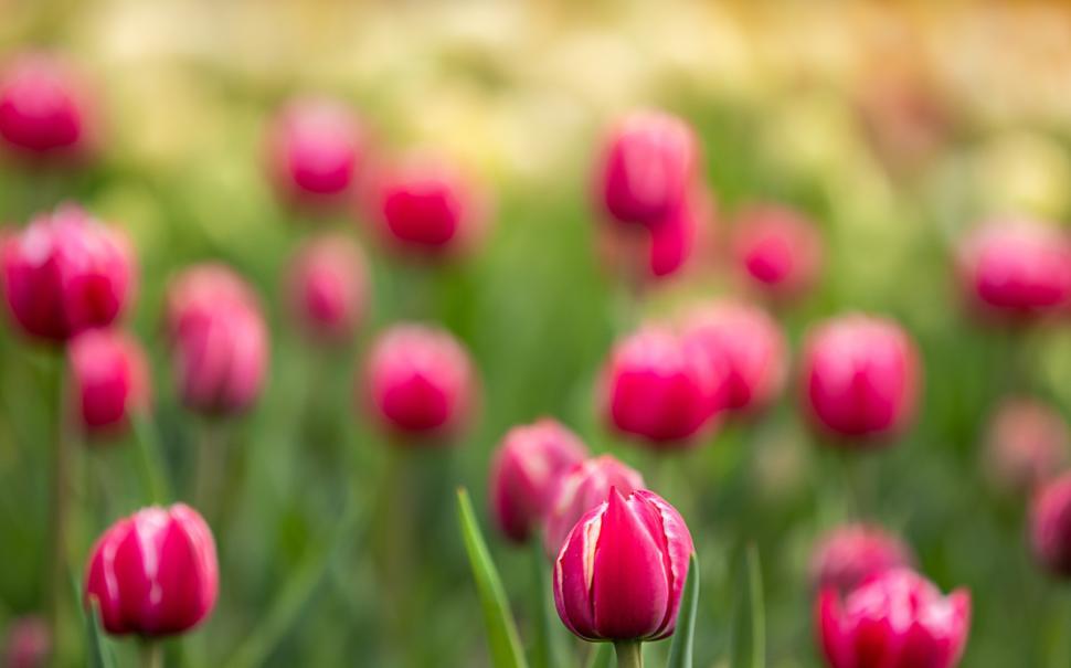 Free Image of Pink tulips blooming in a vibrant garden during spring 