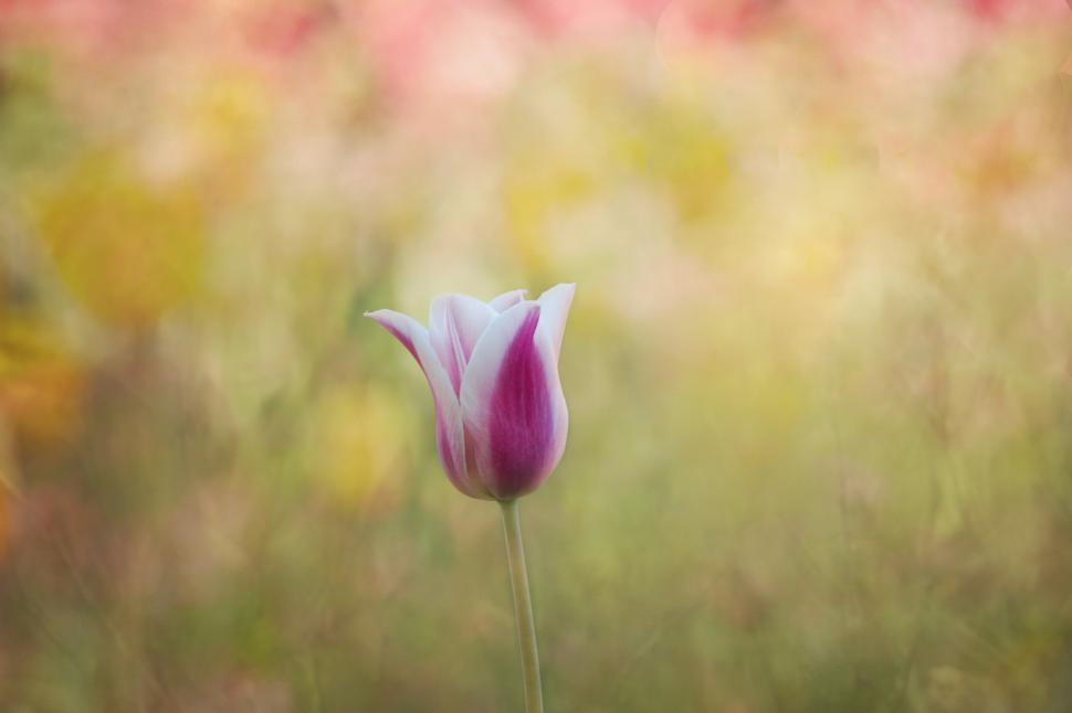 Free Image of Beautiful tulip standing alone in a vibrant garden 