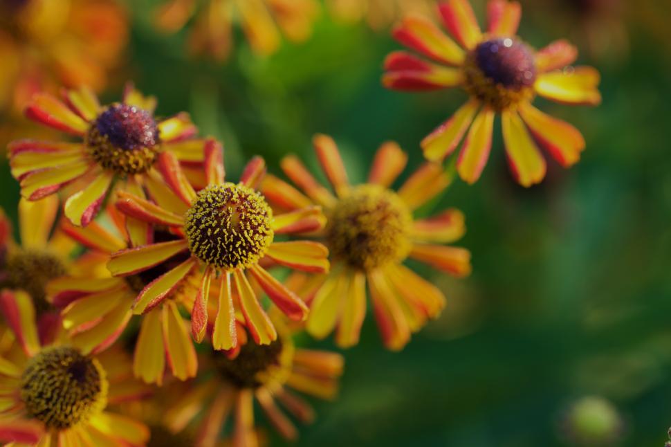 Free Image of Colorful flowers bloom in spring sunshine 