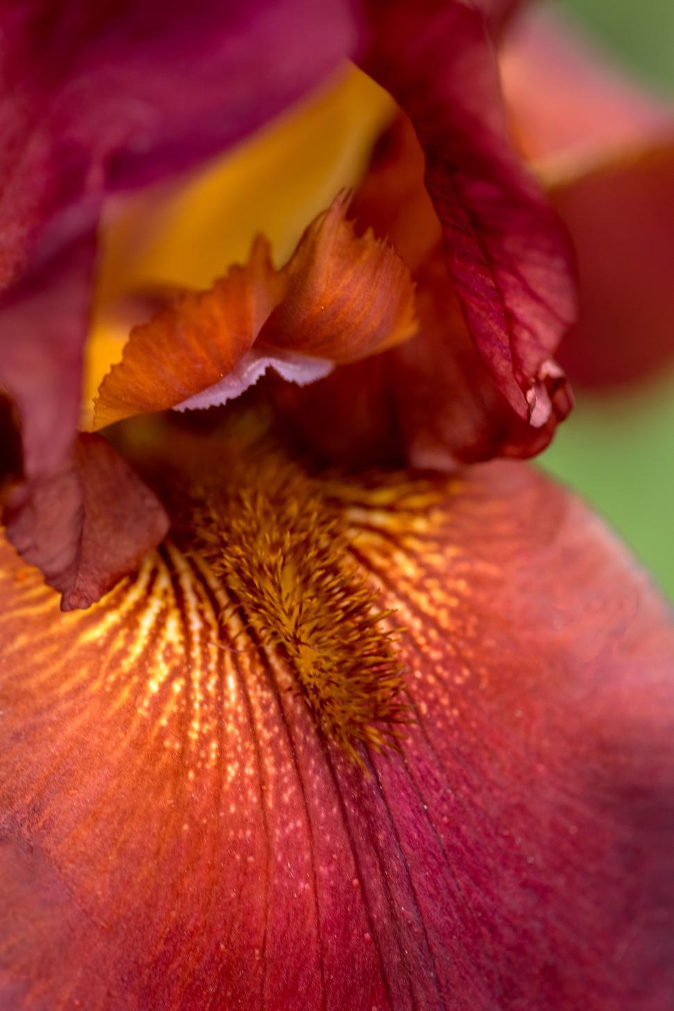 Free Image of Close-up of vibrant iris flower in full bloom 
