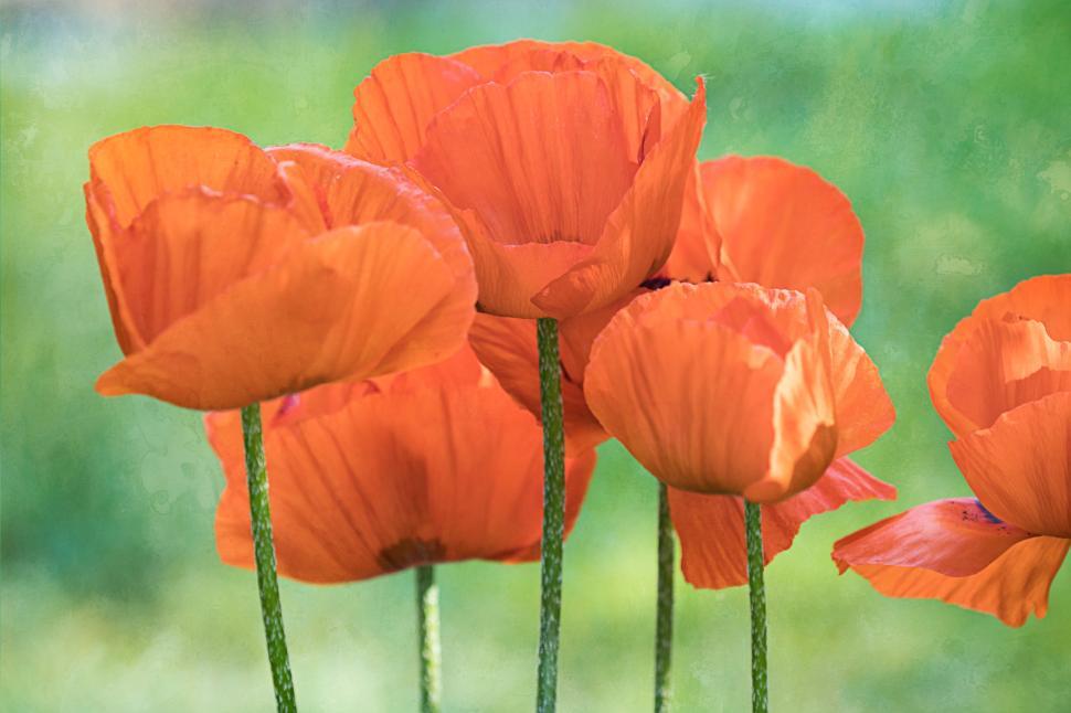 Free Image of Bright orange poppies swaying in the gentle breeze 